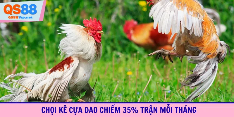 Chọi kê cựa dao chiếm 35% trận mỗi tháng