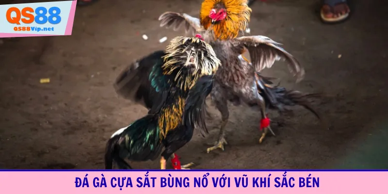 Đá gà cựa sắt bùng nổ với vũ khí sắc bén